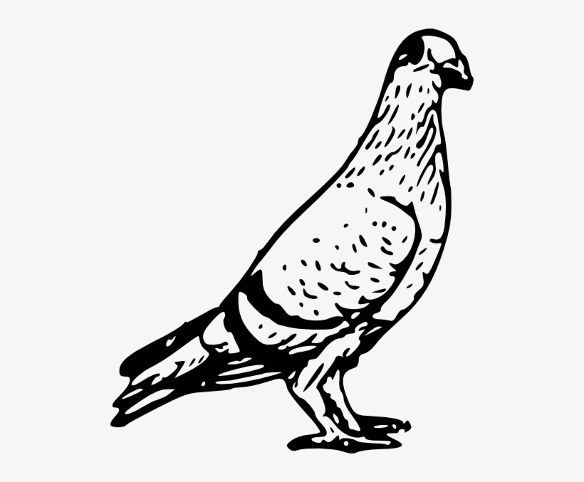 Pigeon Svg Clip Arts 510 X 597 Px, transparent png #596892