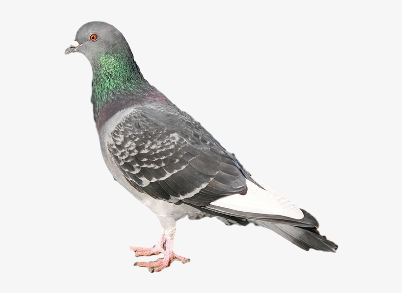 Pigeon - Duif, transparent png #597051