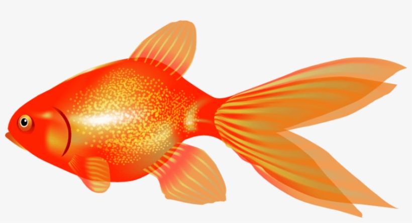 Free Png Goldfish Png Images Transparent - Portable Network Graphics, transparent png #597070