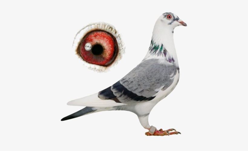 Rock Dove, transparent png #597072
