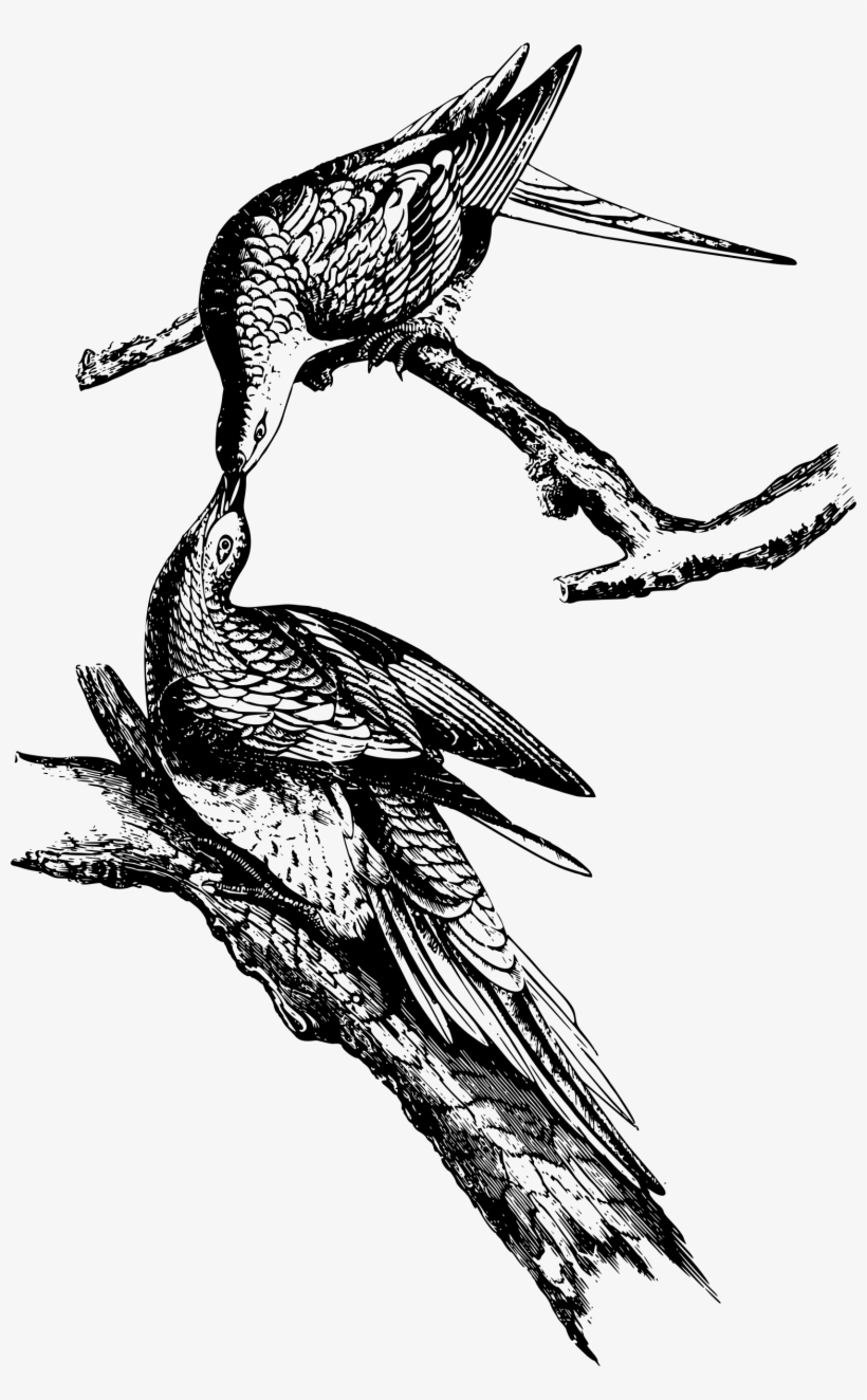 This Free Icons Png Design Of Wild Pigeon, transparent png #597090