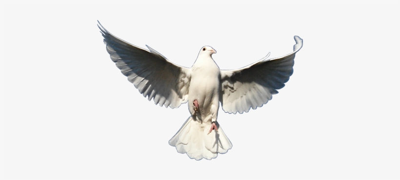 White Pigeon Png - Rock Dove, transparent png #597114