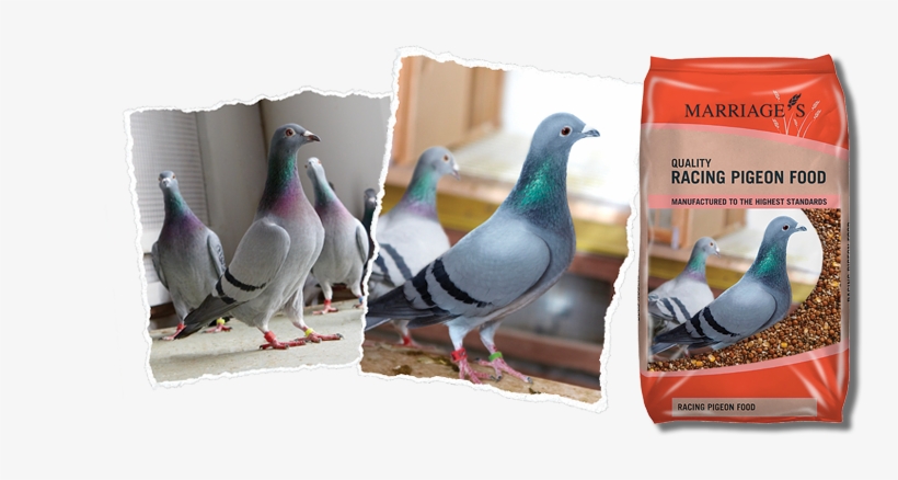 Racing Pigeon Range - Marriages Pigeon Conditioner Food 20kg, transparent png #597306