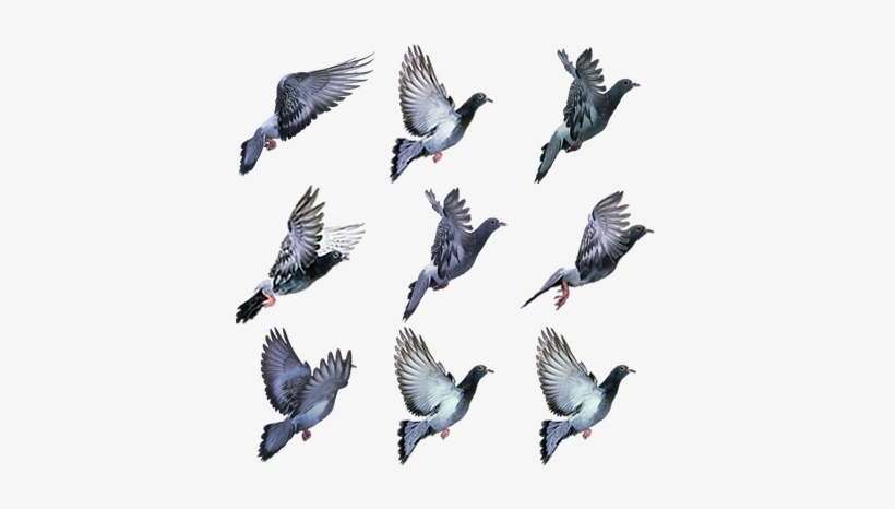 Pigeon - Stock Dove, transparent png #597311