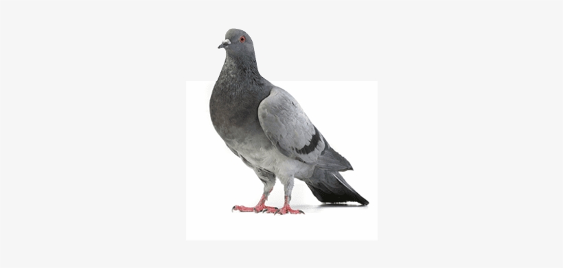 Feral Pigeons - Gray Dove, transparent png #597367