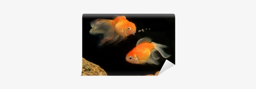 Akvariefisk, transparent png #597585