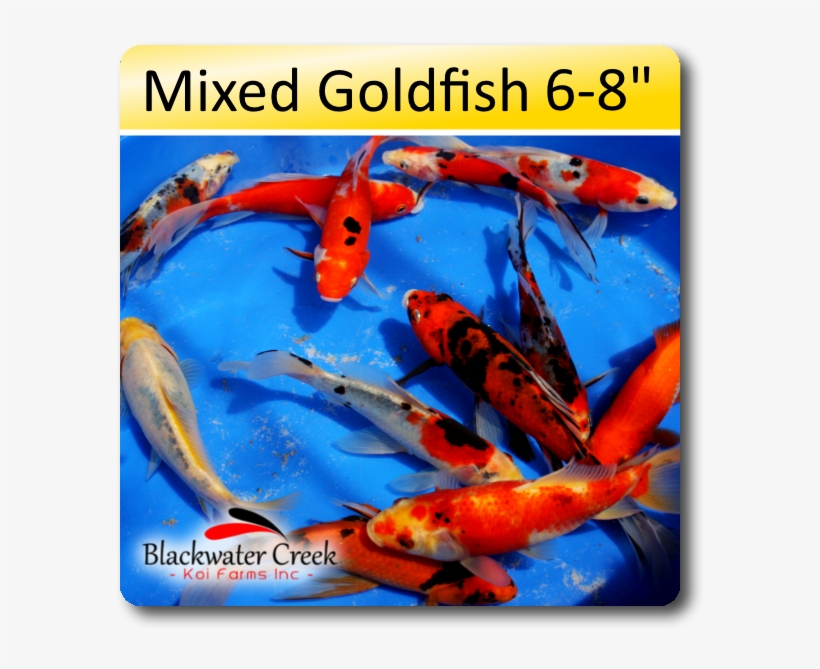 Mixed Goldfish 6-8" - Goldfish, transparent png #597627
