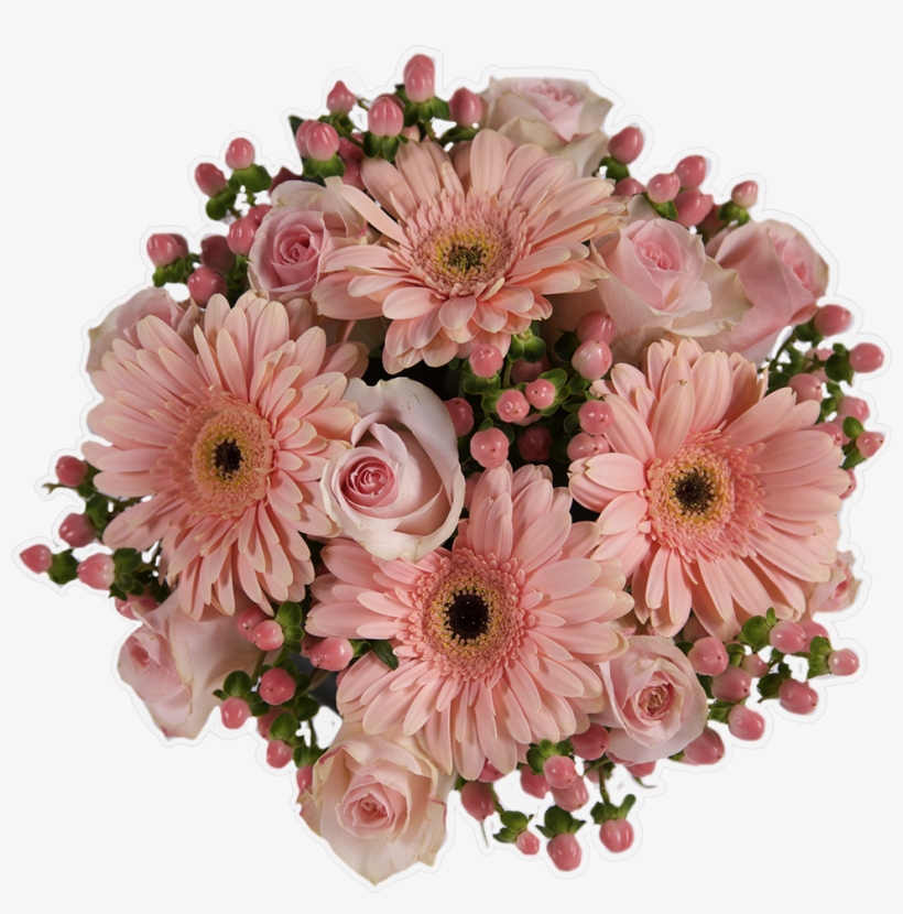 Peach Cobbler - Barberton Daisy, transparent png #5900138