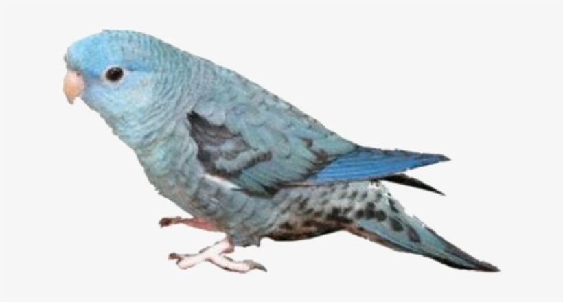 Image - Hatoful Boyfriend, transparent png #5901459
