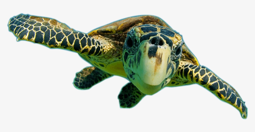 Donate To Support The Future - Poster: Relanzon's Sea Turtle, Swimming Underwater,, transparent png #5902323