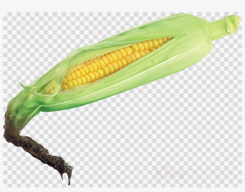 Transparent Background Corn Png Clipart Corn On The - Dry Bay Leaf Png, transparent png #5902625