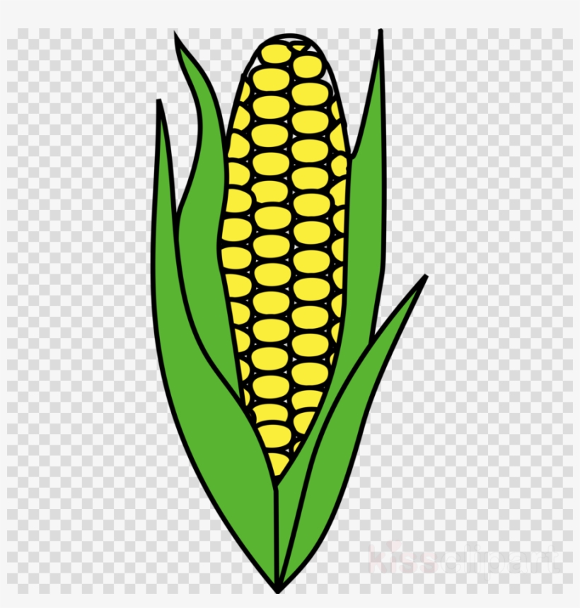 Maize Clipart Corn On The Cob Candy Corn - Maize, transparent png #5903189