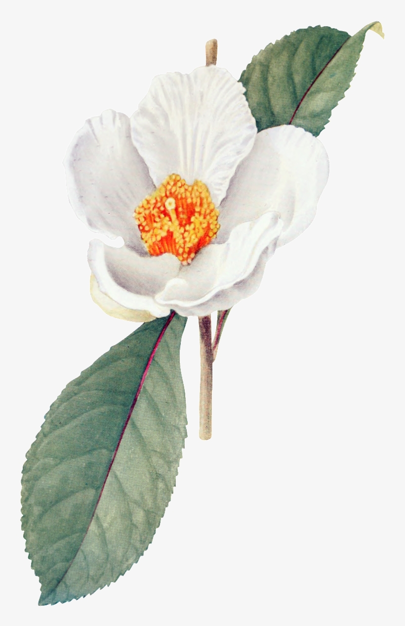 White Hd Gorgeous Vintage Painted Flowers, transparent png #5904144