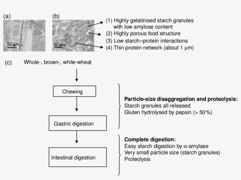 The Different Steps In Bread Digestion - Bread, transparent png #5904500