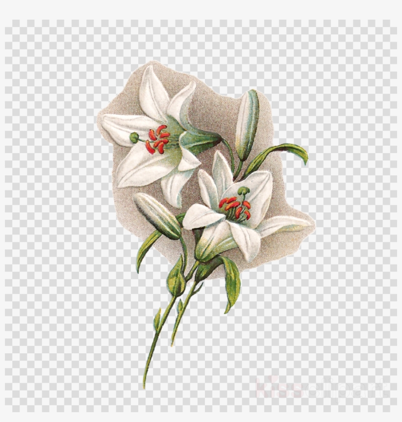 Easter Lilies With Transparent Background Clipart Easter - Easter Lilies With Transparent Background, transparent png #5905201