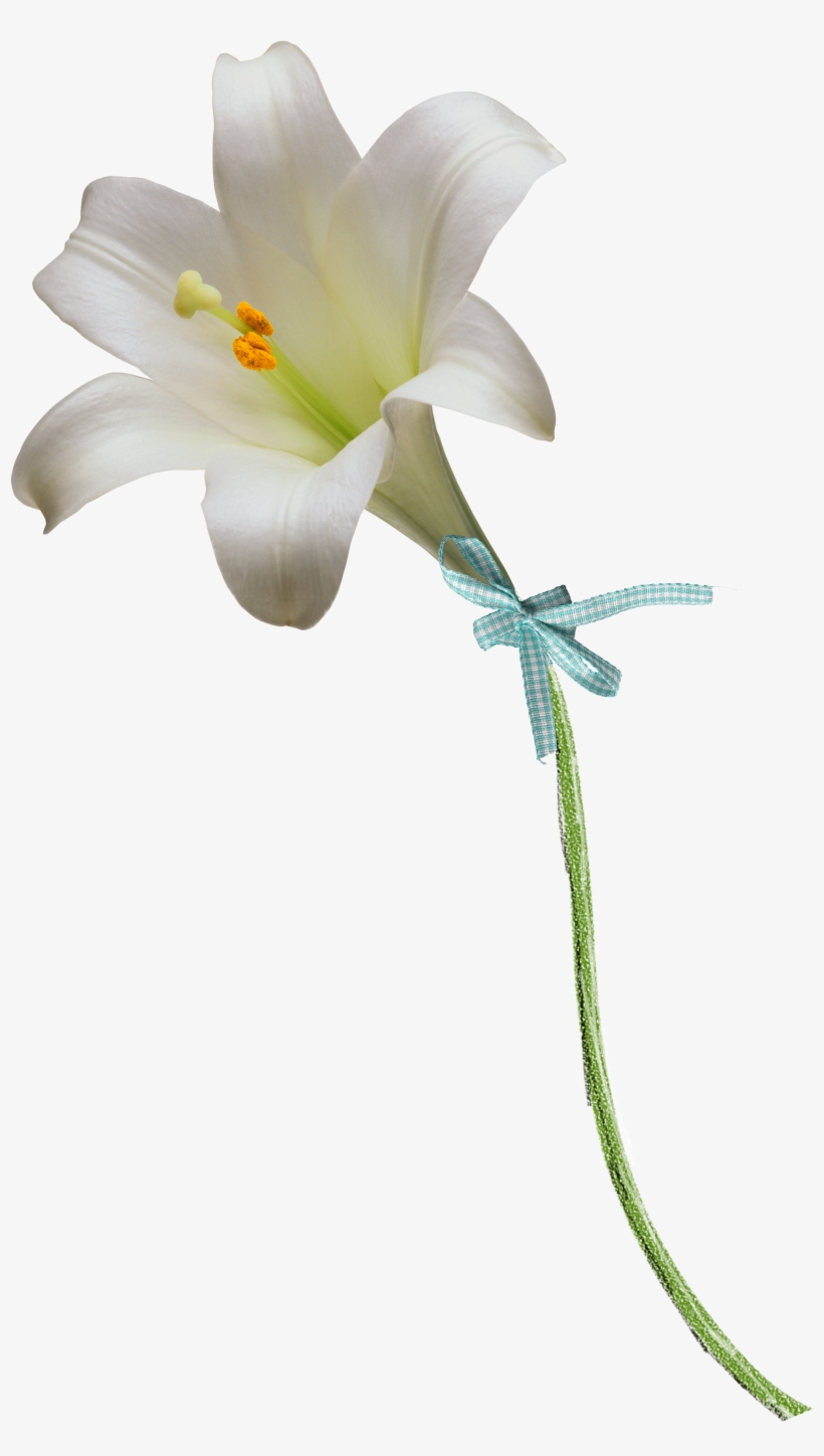 Vector Black And White Download Floral Design Flower - Lily Flower And Stem, transparent png #5905332