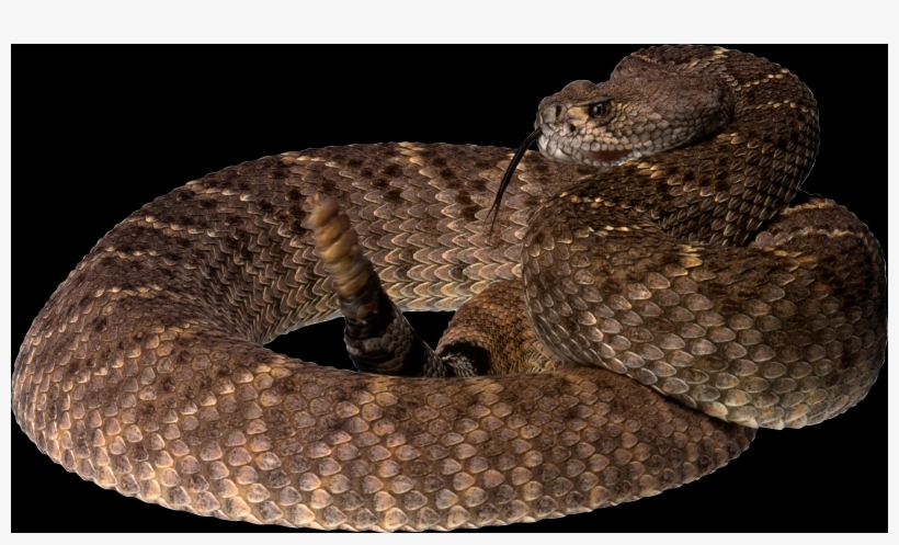 Free Snake Png Images - Eastern Diamondback Rattlesnake Png, transparent png #5906592