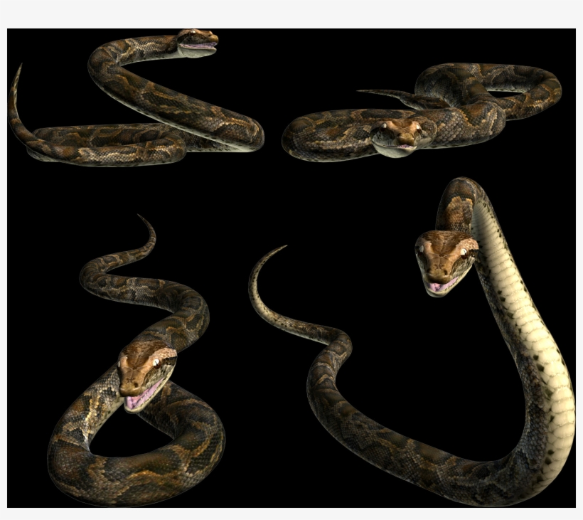 Free Snake Png Images - Drawing, transparent png #5906820