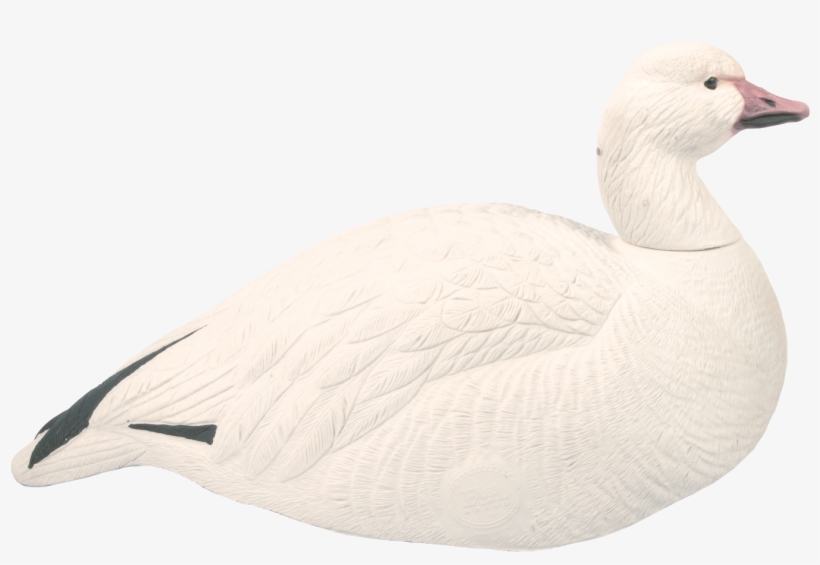 Snow Shells, transparent png #5907431