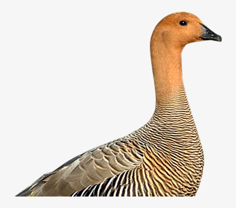 Geese - Canvasback Duck, transparent png #5907482