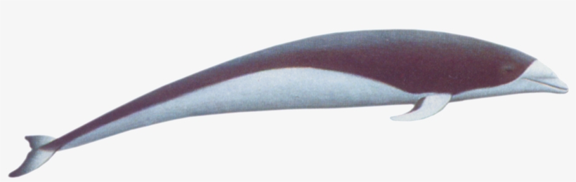 Transparent Whale Right Clipart Free Library - South Atlantic Right Whales, transparent png #5908685