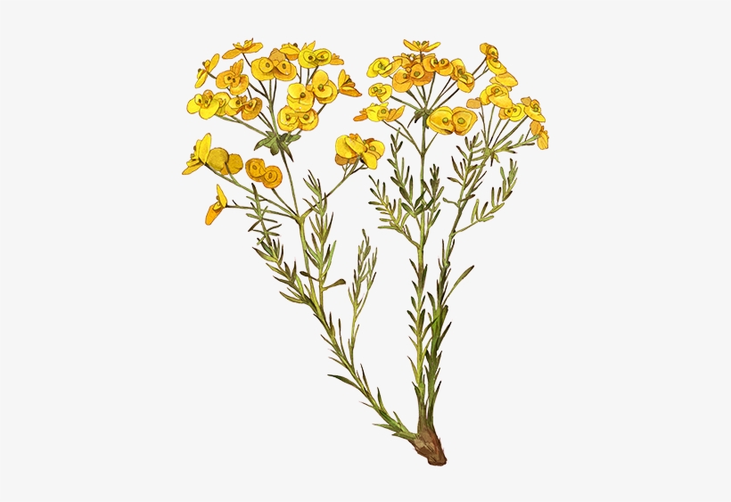 Common Tansy, transparent png #5910108