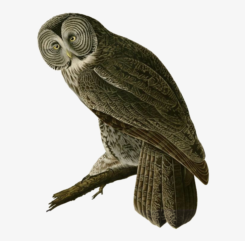 100 Years Of Connecting People To Birds And Nature - James Audubon Art Owl, transparent png #5910840