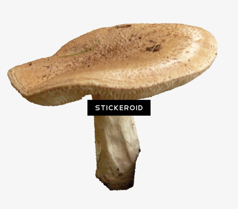 Mushroom - Shiitake, transparent png #5912945