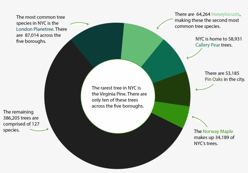 Nyc Tree Species - Circle, transparent png #5913844