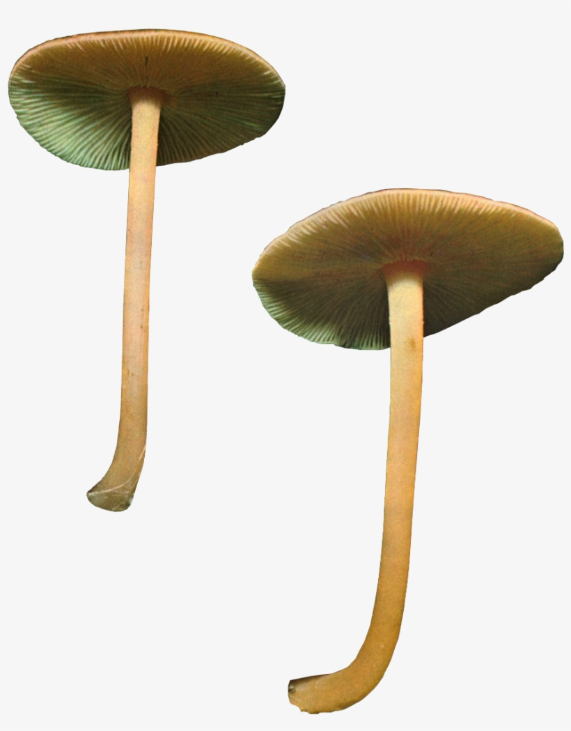 Imagetagged Mushroom, Png, Transparentleave A Comment, transparent png #5913970