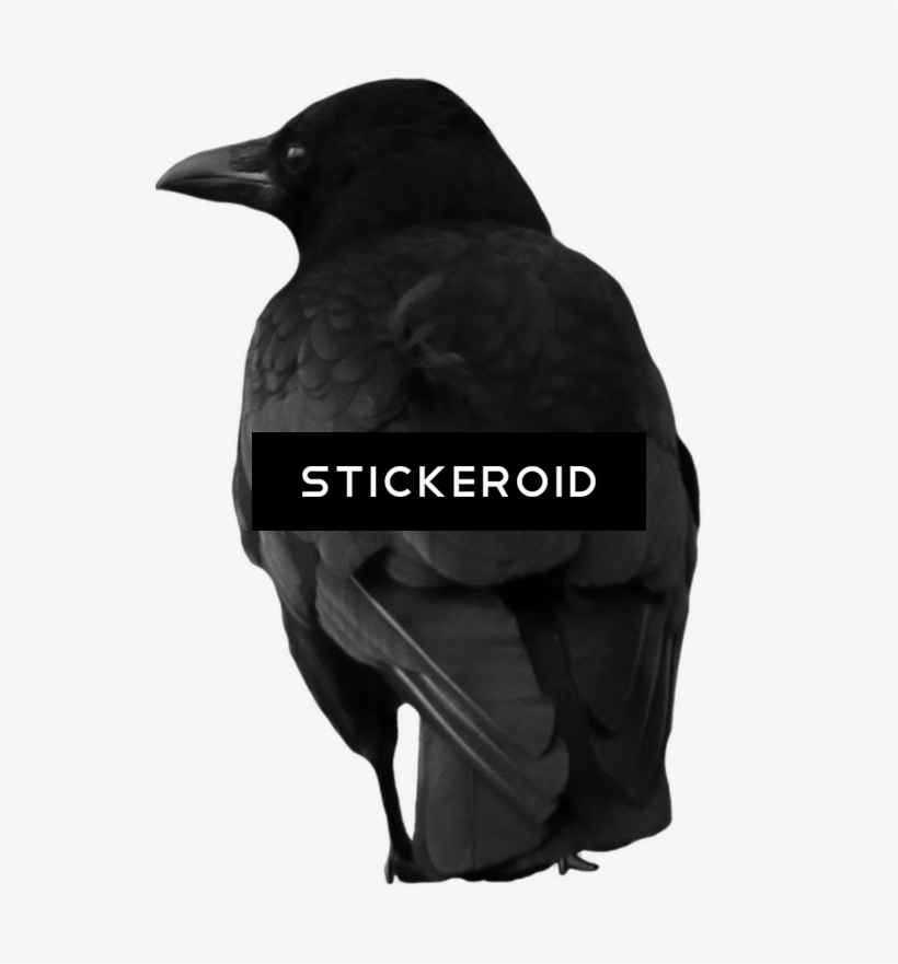 Crow - Raven, transparent png #5918440
