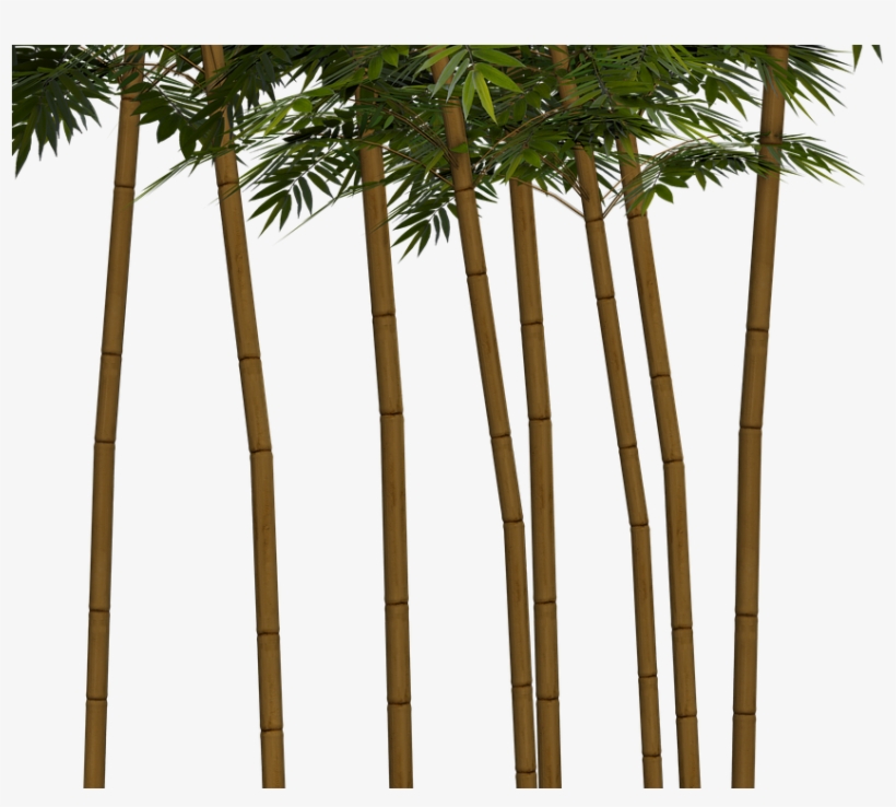 Bamboo Plant Wellness Digital Art, transparent png #5918563