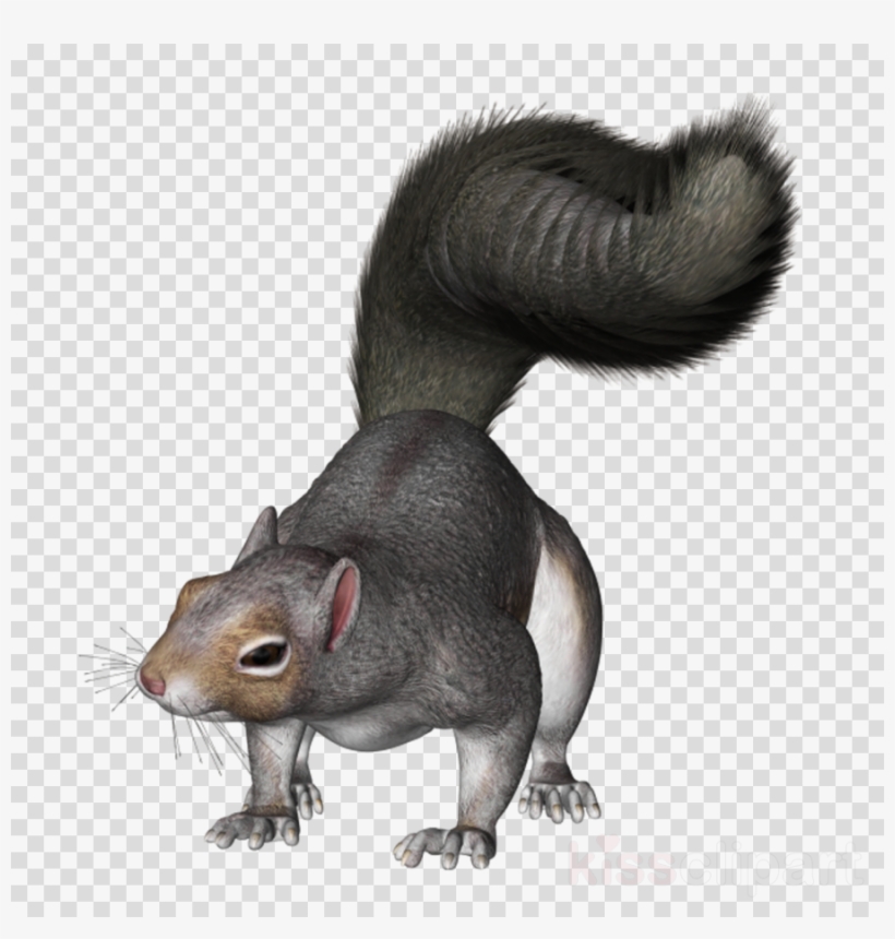 Grey Squirrel Png Clipart Eastern Gray Squirrel Clip - Clip Art Gray Squirrel, transparent png #5921299