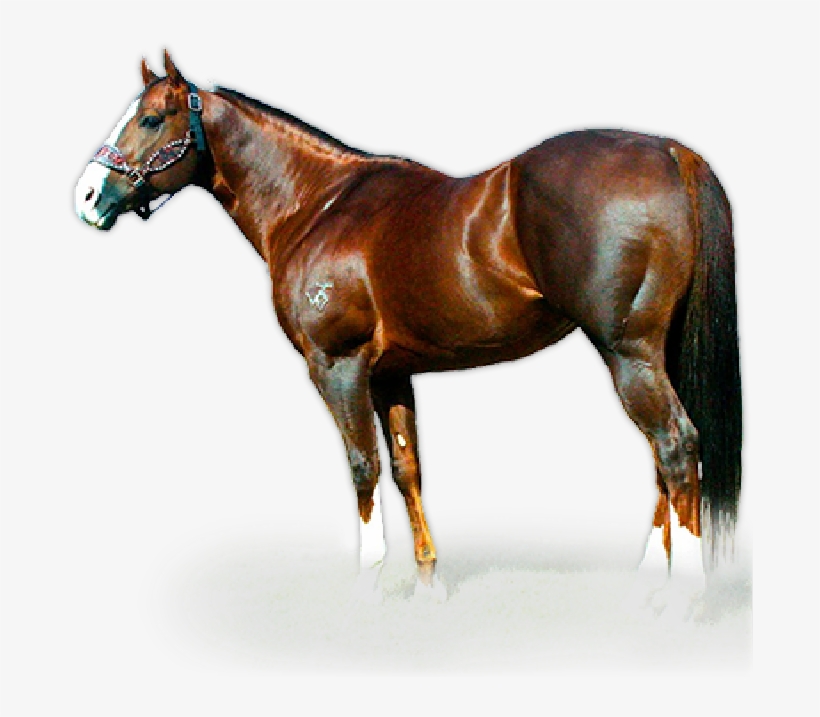 2003 - Cavalo Dash Ta Fame, transparent png #5921878