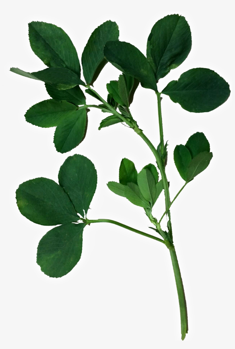 Alfalfa Vaquera - Alfalfa Png, transparent png #5924363