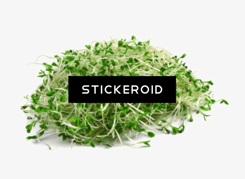 Alfalfa Food Plant - Sprouts And Sprout Seeds, transparent png #5924412