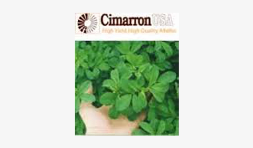 Cimarron Alfalfa Seed - Alfalfa Cimarrona, transparent png #5924473