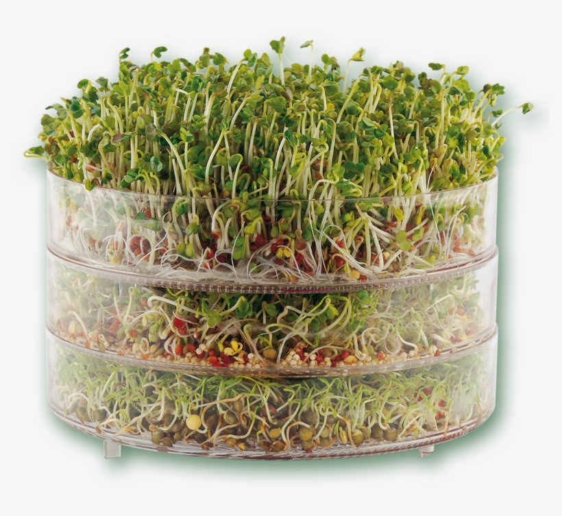 . Vogel Biosnacky Classic Germinator, transparent png #5925704