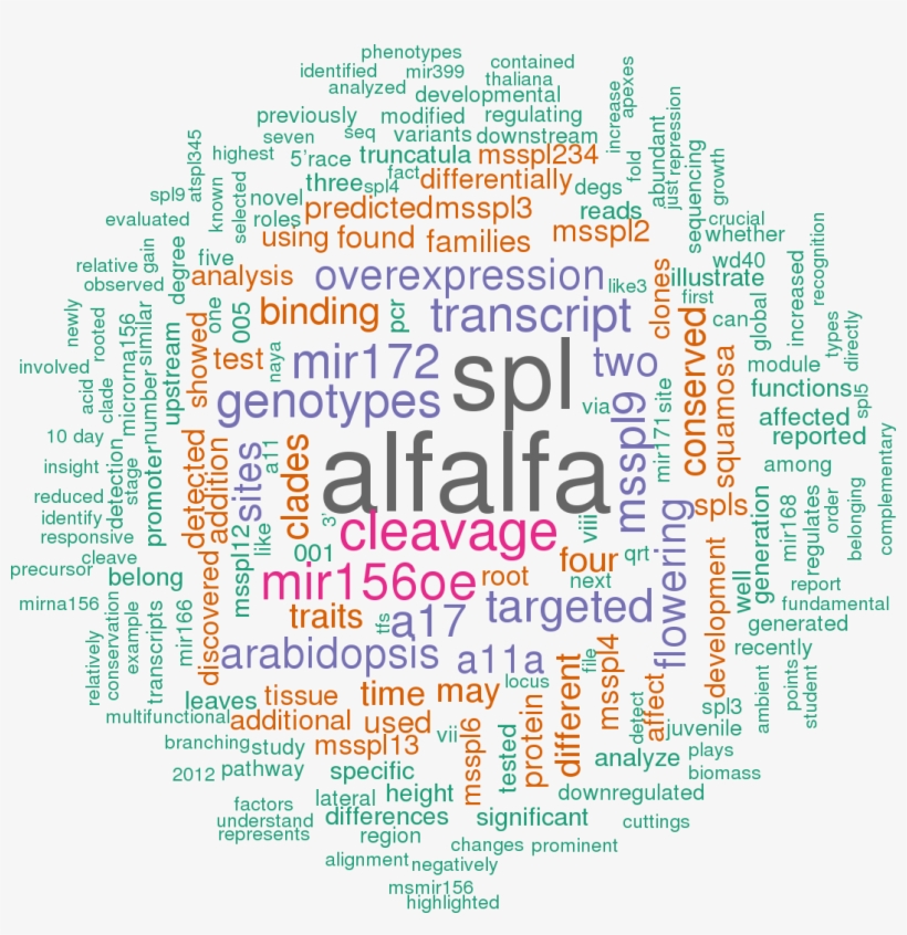 Stem Loop Sequence Mtr Mir156i, transparent png #5926438