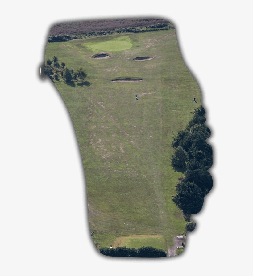 Grass, transparent png #5927438