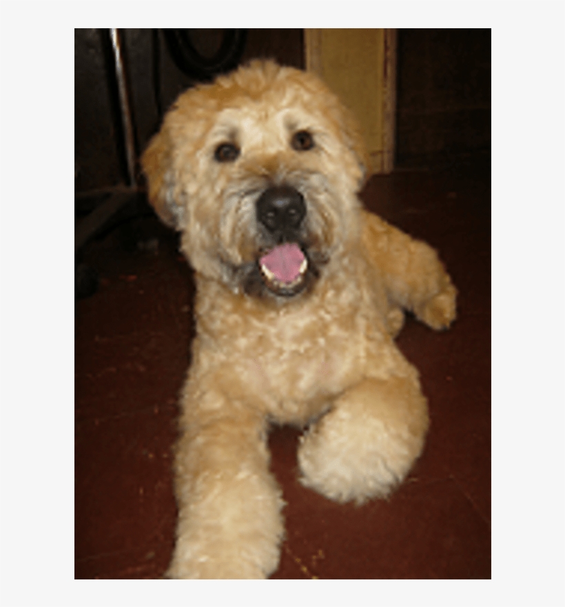 Poodle Clip Goldendoodle Banner Library Stock - Labradoodle, transparent png #5929317