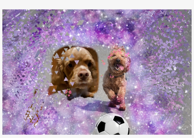 Goldendoodle, transparent png #5929635