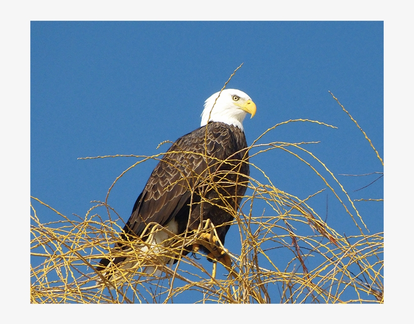 Birds - Enderby Chamber Of Commerce, transparent png #5930177