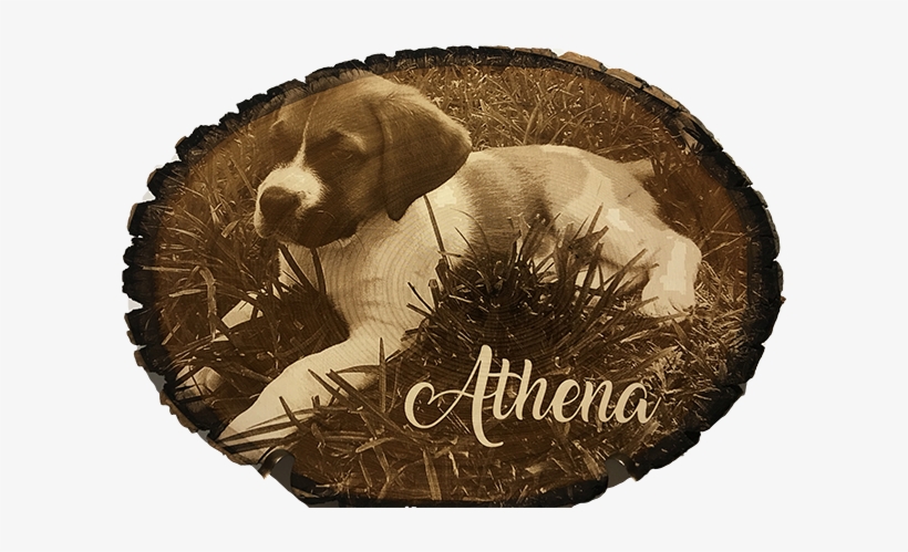 Photo Engraved Wood Tree Slice - Engraving, transparent png #5930571