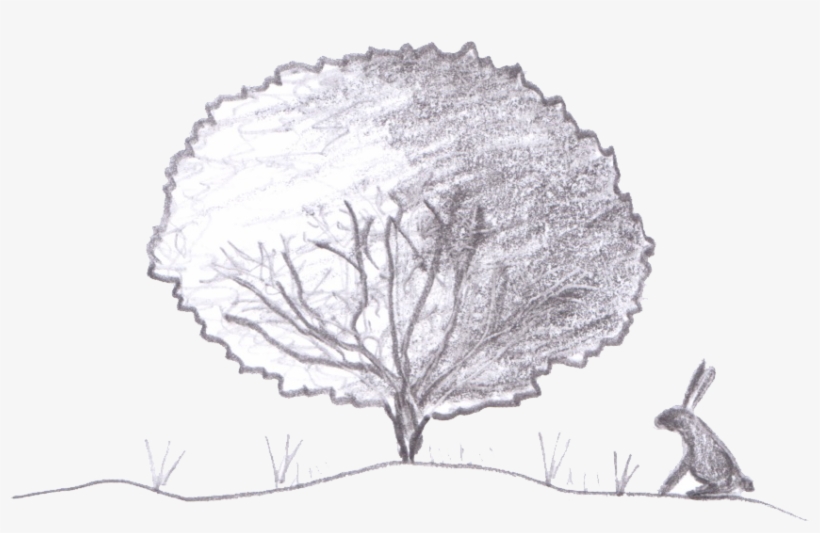 Eventual Size Of Ginkgo Biloba 'troll' - Gum Trees, transparent png #5935101