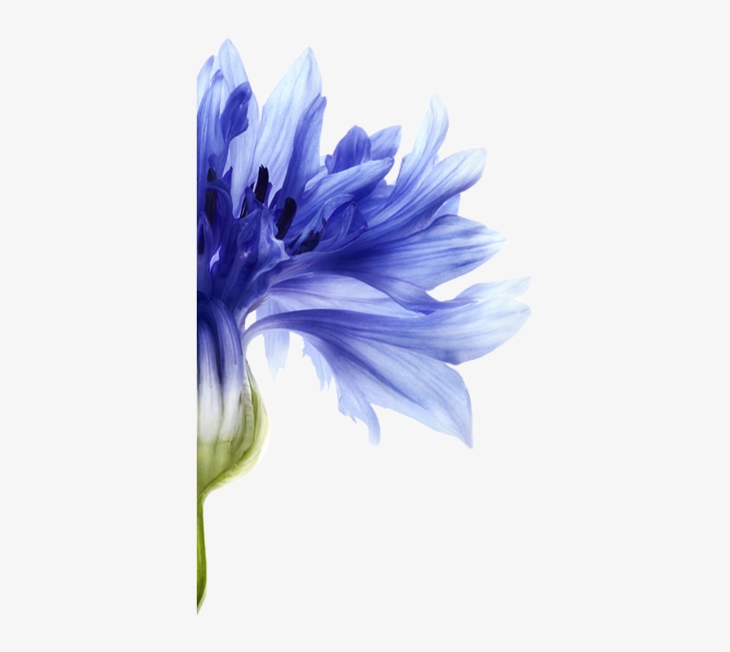 This Plant-based Pigment Reduces Yellowing And Provides - Shampoo, transparent png #5938518