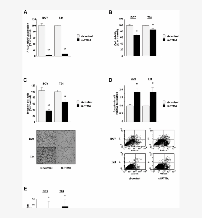 Loss Of Function Study, Apoptosis Assay, And Caspase-3/7 - Diagram, transparent png #5940271