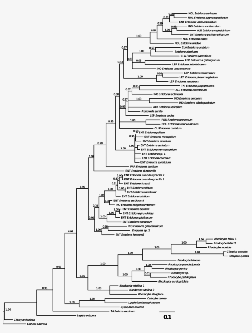 Indicated Above The Branch - Document, transparent png #5940479