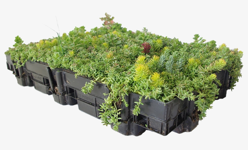 Home > Green Roofing > Extensive, transparent png #5940643