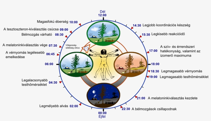 Technological Aryans - Circadian Rhythm, transparent png #5940648
